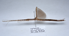 CollectionObject 1576304; ba785b12-845d-483d-88c2-1442b100cc65: copyright ZRC, Singapore. male, lateral view (holotype). (CollectionObject).