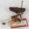 CollectionObject 1499459; 0f14abdc-2621-42d6-8970-9c631437b23c: male with labels and genitalia vial (holotype). (CollectionObject).