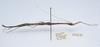 CollectionObject 1595853; 94507e37-bae8-43d9-bbf8-7e27866a5938: copyright NHMUK London. male, lateral view (holotype). (CollectionObject).