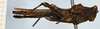 CollectionObject 1585249; e4aa2182-69e9-48cc-9056-303dcadb2b23: female, lateral view (syntype). (CollectionObject).