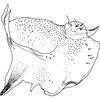 Pygofer, lateral view on Arboridia (Arboridia) jacobii (Dworakowska, 1972): Pygofer, lateral view. (Observation).