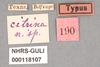 Other: !! display not done !! on Ponana (Ponana) citrina (Spångberg, 1878): (Observation).