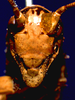 CollectionObject 1516627; 9f5f3dc0-37b7-4ff4-bf46-db2a2dc15995: female, frontal view (holotype). (CollectionObject).