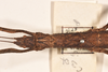 CollectionObject 1558464; 265a6e3d-8035-485c-aba9-aec681d49b9a: copyright OUMNH. female: head & thorax, dorsal view (syntype). (CollectionObject).;CollectionObject 1558465; d166c98e-8403-4894-9ef3-61957b4ef40b: copyright OUMNH. female: head & thorax, dorsal view (syntype). (CollectionObject).