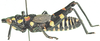 Maura rubroornata (Stål, 1855): male, lateral view. (Otu).
