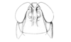 Ronderosia forcipata (Rehn, 1918): Fig. 3L. male, head, frontal view. (Otu).