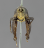 CollectionObject 1507319; 7480960c-1066-46ec-9551-27b059c931cf: male, frontal view (lectotype). (CollectionObject).
