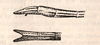 CollectionObject 1559059; 260ab218-109e-42db-b558-219c977adef4: original publication. (CollectionObject).