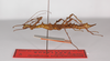 CollectionObject 1560170; de399ee7-cbd9-439e-b8bd-519dfa409c9a: copyright ZMB, Berlin. female, lateral view (paratype). (CollectionObject).;CollectionObject 1560171; 6fe922f3-00ce-49b8-8c8d-d54cf351e780: copyright ZMB, Berlin. female, lateral view (paratype). (CollectionObject).