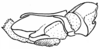 Fig. 45D. phallic complex, without epiphallus, lateral view. Depicts Borellia alejomesai Carbonell, 1995, an Otu.