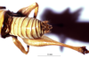 CollectionObject 1516541; NNM 3225229, f42e48b3-0e75-43e7-be4d-a065272784d0: male cerci. (CollectionObject).