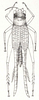 Clearidas nigriceps Stål, 1876: Fig. 8. male, dorsal view (after type). (Otu).