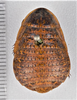 CollectionObject 1613729; 7d3152c4-9373-437c-862f-1df11fbbde74: (CollectionObject).