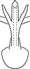 Aedeagus, ventral view on Erythridula martini (Hepner, 1976): Aedeagus (holotype of E. brundusoides Hepner), ventral view. (Observation).