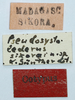 CollectionObject 1585238; b5620615-d4c7-42b1-8d31-6fa1fe77186c: labels (syntype). (CollectionObject).