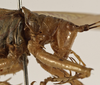 CollectionObject 1529798; 087b158f-77a4-41a6-a74c-16486240096c: female head and pronotum, lateral view (holotype). (CollectionObject).