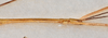 CollectionObject 1560741; 664ade49-f05f-4b0f-a5f8-289b7aaa2e39: copyright USNM, Washington. (CollectionObject).