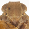 Head: (Observation).