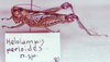 CollectionObject 1527311; 76b5c858-fe26-4e69-a226-97905f2d2823: Image Carbonell, C.S. female, lateral view (holotype). (CollectionObject).