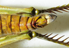 CollectionObject 1498683; 828f73c6-4025-48ef-a3bd-1a77779d5fac: female abdomen tip, dorsal view. (CollectionObject).