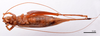 CollectionObject 1538189; e23bed4d-b1da-4799-9256-e18f3de4908b: female, ventral view (holotype). (CollectionObject).