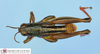 CollectionObject 1514172; f387e102-2a78-4152-b99a-1464d10522f1: male, dorsal view (holotype). (CollectionObject).