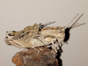Eumigus cucullatus cucullatus (Bolívar, 1878): male and female (Spain: Albacete, Hellín, Pitón volcánico de Cancarix). (Otu).