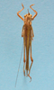 CollectionObject 1542806; 1bc8dcf1-960b-439d-99b9-eeea6cf72bbb: male, body dorsal view (holotype). (CollectionObject).