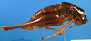 CollectionObject 1502049; 47764657-6124-4e7c-85c2-25e8ef7f07a0: male, lateral view. (CollectionObject).