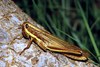 Homoxyrrhepes punctipennis (Walker, 1870): female, Niamey, Niger 11-1989. (Otu).