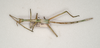 CollectionObject 1562810; f7a15452-44ff-4094-988c-8e5108e38a11: copyright ANIC. male nymph, dorsal view (paratype). (CollectionObject).
