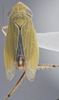 Habitus, dorsal view on Altaiotettix forficula Vilbaste, 1965: Dorsal - Male. (Observation).