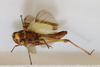 CollectionObject 1520981; ec221e4f-52f5-4593-9727-f4d6ba40956f: female, lateral view (holotype). (CollectionObject).