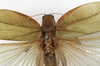 CollectionObject 1529776; 6cb2042f-4168-4eb6-8fb9-d4632b3a9beb: female pronotum, dorsal view (holotype). (CollectionObject).