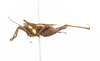 CollectionObject 1567603; 380b7015-b89c-4934-ad1c-775f7325b448: male, lateral view (holotype). (CollectionObject).