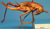 CollectionObject 1538273; dbad6e67-402f-4beb-954d-6aec423afad1: female, lateral view (holotype). (CollectionObject).