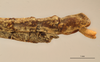 CollectionObject 1557636; 53c90a23-88f5-4740-acf4-a9ed4b7c3302: copyright RBINS Brussels. male: end of abdomen, lateral view (holotype). (CollectionObject).