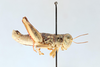 CollectionObject 2870544; b49be517-603e-407e-ae5e-0c470ef88558, CNCI 1013692: Bradynotes obesa caurus. (CollectionObject).
