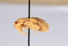 CollectionObject 1531193; c0ca01db-c9df-4703-9cd8-6a15e5ed9722: female, lateral view (holotype). (CollectionObject).