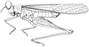 Erucius (Erucius) dimidiatipes dimidiatipes Bolívar, 1898: Fig. 2.1. male habitus. (Otu).