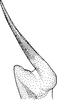 Stylus on Deltocephalus mystax Hamilton & Ross, 1975: Stylus, ventral view. (Observation).