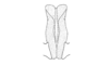 Aspidophyma americana Bolívar, 1884: Fig. 26. aedeagus, ventral view. (Otu).