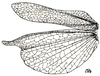 Hemierianthus assiniensis (Bolívar, 1930): Fig. 36 (after type specimen). female wings (elytron 18.5 mm, ala 20 mm). (Otu).