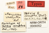 CollectionObject 1529960; NHRS NRM-ORTH 9352, 3d69ebd8-b6ac-4da0-9dd0-f265b1ae80a5: labels (holotype). (CollectionObject).