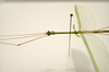 Phantasca ruboligata Hennemann, Conle, Bellanger, Lelong & Jourdan, 2018: copyright MNHN, Paris. male head & thorax, lateral view (paratype). (Otu).