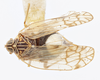 Habitus, dorsal view: !! display not done !! on Oeclidius (Oeclidius) nanus Van Duzee, 1914: (Observation).