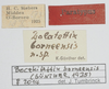 CollectionObject 1577331; 197d1cdc-70da-4fd1-91ef-fd4e837de2ba: labels (paratype). (CollectionObject).