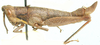 Gymnidium turbinatum Karsch, 1896: male, lateral view. (Otu).