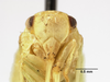 Head: (Observation).