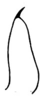 Montezumina oblongooculata (Brunner von Wattenwyl, 1878): Pl. XIX, Fig. 10 (Orizaba, Vera Cruz, Mexico). apex of male cercus. (Otu).